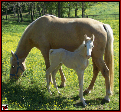 beautiful filly by Armed Son of Gun