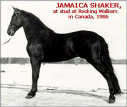 JAMAICA SHAKER - son of Merry Night Cap and The Missing Angel - imported to Canada in 1982 - returned to the US in 1986. Sire of 11 foals. 1982-1996
