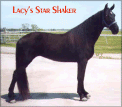 LACYS STAR SHAKER - aka PANTHERE - daughter of Jamaica Shaker and granddaughter of Jamaica Shaker - imported to Scotland in 2004. Dam of Bridestones Scottish Storm. Dam of 3 foals. 1991