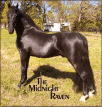 THE MIDNIGHT RAVEN  - son of Merry Night Cap - 1991 SW Walking/Racking Futurity TX Sire and Get Champion. Sire of 13 foals to date. 1985
