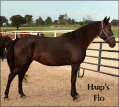 HARPS FLO - granddaughter of Merry Night Cap - dam of 1 foal to date. 1994