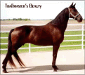 TRAILMASTERS BEAUTY - daughter of Merry Nightcap - granddaughter of Midnight Sun - dam of 8 foals to date. 1987