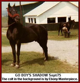 Go Boy's Shadow