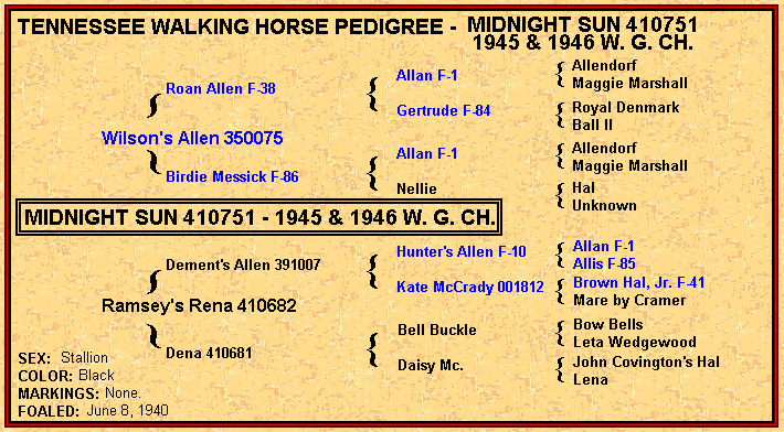 Tennessee Walking Horse - Midnight Sun