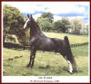 The Pusher C.G. - 1981 World Grand Champion - 1610 foals
