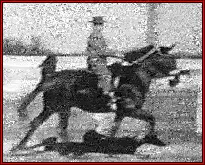 Tennessee Walking horses - midnightsunaction.jpg (42506 bytes)