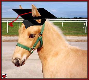 2 Triple O Gold - a graduate of Walkers West Colt College