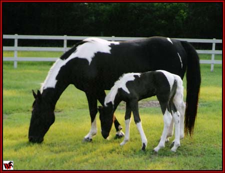 baby walker horse