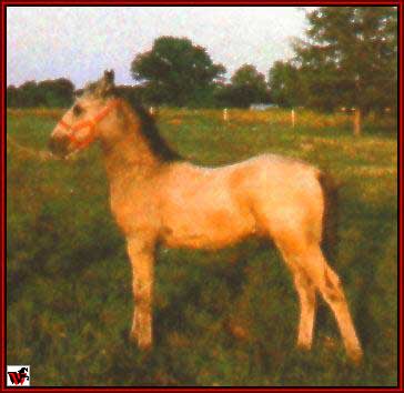 Tennessee Walking horses - GRbaby2.jpg (21155 bytes)