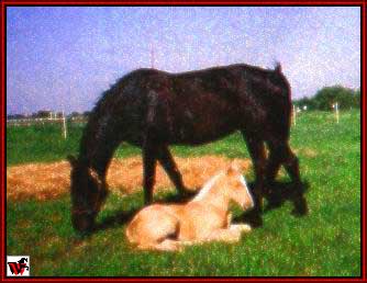 Tennessee Walking horses - GRbaby4.jpg (19150 bytes)