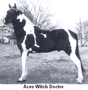 Aces Witch Doctor