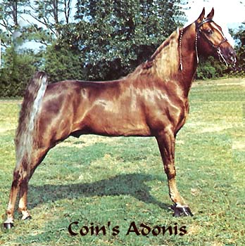 COIN'S ADONIS