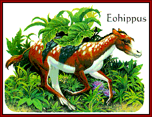 Eohippus - possibly the FIRST gaited horse.