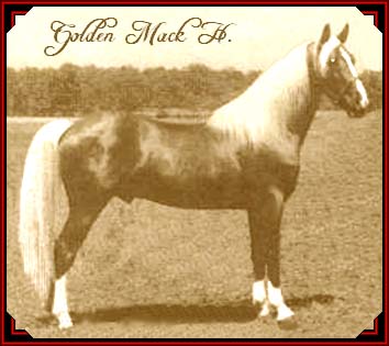 Golden Mack H.
