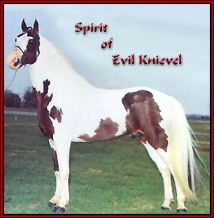 Spirit Of Evil Knievel