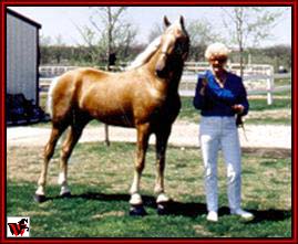 Tennessee Walking horses - Mary Ellen and  Goldrush.jpg (16755 bytes)