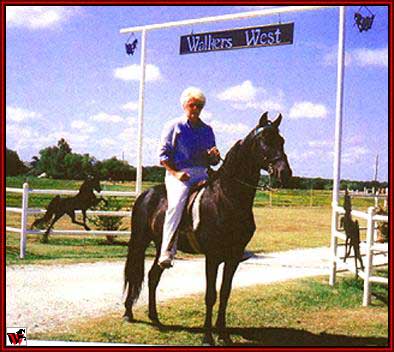 Tennessee Walking horses - Mary Ellen on Bum's Warrior.jpg (33905 bytes)
