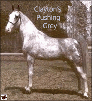 CLAYTON'S PUSHING GREY