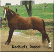 Red Bud's Rascal