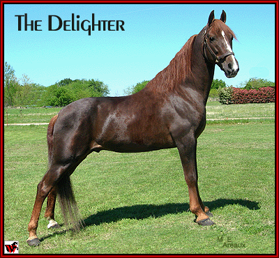 The Delighter