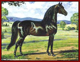 figure morgan horse