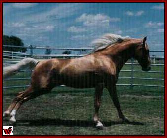 Tennessee Walking horses - goldrun.jpg (18089 bytes)