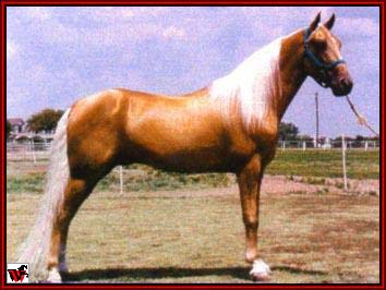 Tennessee Walking horses - goldrushscan.jpg (21231 bytes)