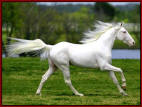 Mary Ellen's stallion, The White Bullet