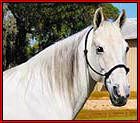 IRONWORKS LAST REBEL #20402656 - Outstanding 15.2 hand Tennessee Walking Horse, with excellent conformation and a beautiful head, who throws his dapple gray color 50% of the time. He is the last born son of the late, great Plantation World Champion, "Iron Works". He is also the last born grandson of Ebony Masterpiece. He has a calm disposition, a very natural gait and is very gentle-natured like his sire. Standing in Texas.