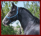 Introducing SCW HE'S A MIDNIGHT LEGEND TWHBEA #21000603 - beautiful, 15.2 hand, black sabino Tennessee Walking Horse stallion, by Delights Midnight Legend, out of a daughter of Slush Creeks Jubal S., SC She's Simply Stunning. He is Heritage-certified. His pedigree blends the genes of World Grand Champions, Sun's Delight D., Midnight Sun, and Go Boy's Shadow, with the really old time blood of Black Dust M.R., Sun's Merry Man, A Masterpiece and Wilson's Allen. Standing in Montana.