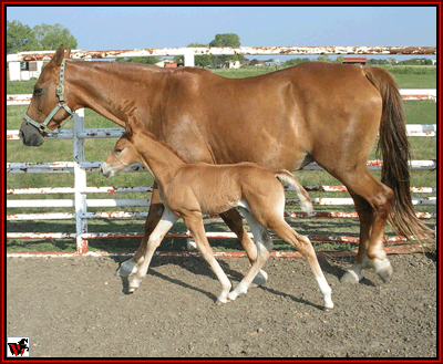 newborn horse walking