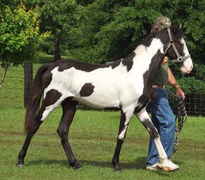 Tennessee Walking Horse Breeding Stallion For Sale - Non-resident