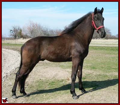 Tennessee Walking Horse For Sale - Non-resident Horse - MR. BEAUDAYSHUS ...