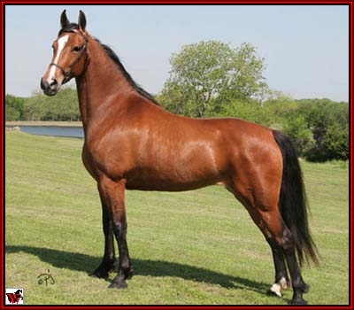 Tennessee Walking Horse For Sale - THE CHICKLET #20302211